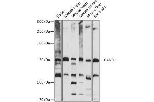 Western blot analysis of extracts of various cell lines, using C antibody (ABIN7266546) at 1:1000 dilution. (CAND1 anticorps  (AA 750-980))