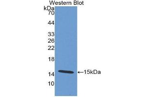 Western Blotting (WB) image for anti-Defensin, alpha 5, Paneth Cell-Specific (DEFA5) (AA 20-94) antibody (ABIN1858620)