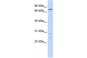 Western Blotting (WB) image for anti-Kelch-Like 4 (KLHL4) antibody (ABIN2458392) (Kelch-Like 4 anticorps)