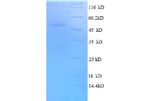 SDS-PAGE (SDS) image for serine/arginine-Rich Splicing Factor 9 (SFRS9) (AA 1-221), (full length) protein (GST tag) (ABIN5712041) (SFRS9 Protein (AA 1-221, full length) (GST tag))