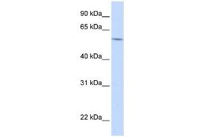 Western Blot showing A1BG antibody used at a concentration of 1-2 ug/ml to detect its target protein.