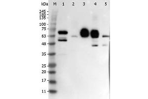 Western Blot of Rabbit anti-DELTA-4 antibody. (DLL4 anticorps  (Internal Region))