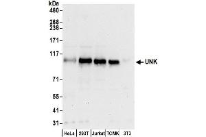 anti-Unkempt Homolog (Drosophila) (UNK) (AA 760-810) antibody
