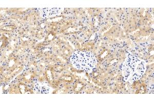 Detection of RLN3 in Rat Kidney Tissue using Monoclonal Antibody to Relaxin 3 (RLN3) (Relaxin 3 anticorps  (AA 1-140))
