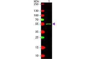 Western blot of Texas conjugated Rabbit Anti-Mouse IgG2a (Gamma 2a chain) secondary antibody. (Lapin anti-Souris IgG2a (Heavy Chain) Anticorps (Texas Red (TR)) - Preadsorbed)