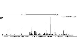 ChIP DNA-Sequencing (ChIP-seq) image for anti-Retinoblastoma Binding Protein 5 (RBBP5) (C-Term) antibody (ABIN7449051)