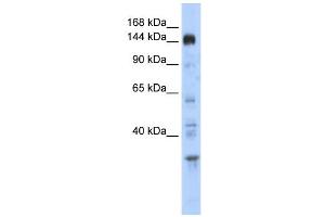 WB Suggested Anti-PER2 Antibody Titration:  0. (PER2 anticorps  (Middle Region))