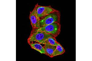 Immunofluorescence analysis of Hela cells using TNFSF11 mouse mAb (green).