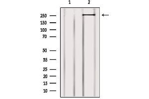 Western blot analysis of extracts from 3t3, using MYO9B Antibody. (MYO9B anticorps  (N-Term))
