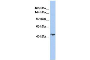 WB Suggested Anti-GREB1 Antibody Titration:  0. (GREB1 anticorps  (Middle Region))