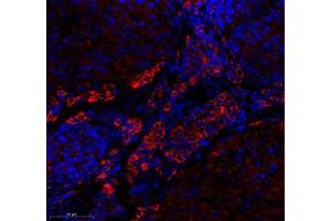 Immunofluorescence of paraffin embedded mouse ovary using EMCN (ABIN7073818) at dilution of 1: 600 (350x lens)