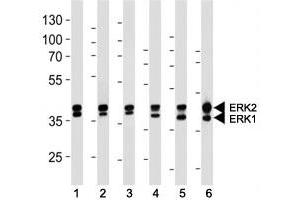 ERK1/2 antibody western blot analysis in (1) 293, (2) MCF-7, (3) Jurkat, (4) mouse NIH3T3, (5) rat C6 cell line and (6) mouse heart lysate.