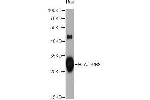 Western blot analysis of extracts of Raji cells, using HLA-DRB3 antibody (ABIN1873032) at 1:1000 dilution. (HLA-DRB3 anticorps)