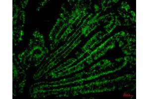 Immunofluorescence (IF) analysis of paraffin-embedded Mouse Colonic tissue. (CD4 anticorps)