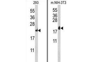 Western blot analysis of RPL18A Antibody (C-term) (ABIN653086 and ABIN2842682) in 293, mouse NIH-3T3 cell line lysates (35 μg/lane). (RPL18A anticorps  (C-Term))