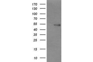 Image no. 3 for anti-Non-POU Domain Containing, Octamer-Binding (NONO) (AA 184-385) antibody (ABIN1491072) (NONO anticorps  (AA 184-385))