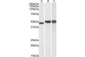 ABIN184872 (0. (NDRG1 anticorps  (C-Term))