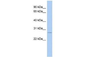 Nurim antibody used at 1 ug/ml to detect target protein. (Nurim anticorps)