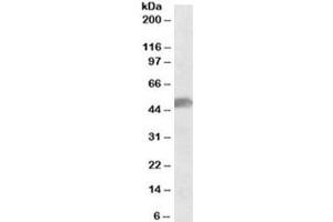 Western blot testing of human cerebellum lysate with SOX10 antibody at 0. (SOX10 anticorps)