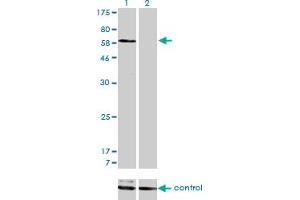 Western Blotting (WB) image for anti-Sorting Nexin 1 (SNX1) (AA 166-276) antibody (ABIN598935) (Sorting Nexin 1 anticorps  (AA 166-276))
