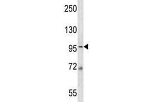 MCM6 antibody western blot analysis in 293 lysate.