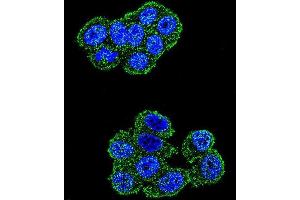 Confocal immunofluorescent analysis of UQCRFS1 Antibody (C-term) with Hela cell followed by Alexa Fluor 488-conjugated goat anti-rabbit lgG (green). (UQCRFS1 (Complex III Subunit Rieske) (AA 188-217), (C-Term) anticorps)