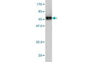 Western Blot detection against Immunogen (69.