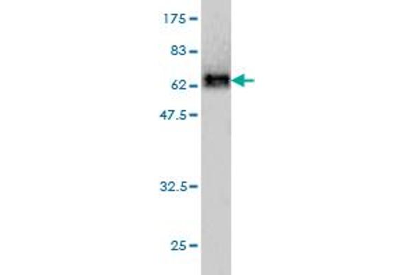 Neuroserpin antibody  (AA 17-410)