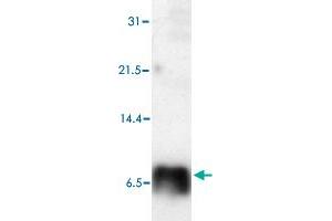 Western blot analysis of Human S100P polyclonal antibody  in HeLa cell lysate. (S100P anticorps)