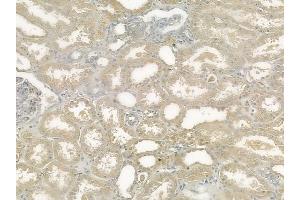 ABIN6257969 and ABIN6274379 at 1/100 staining human normal kidney tissue by IHC-P.