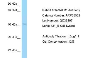 Western Blotting (WB) image for anti-Galanin Receptor 1 (GALR1) (C-Term) antibody (ABIN970738) (Galanin Receptor 1 anticorps  (C-Term))