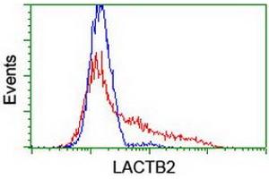 HEK293T cells transfected with either RC201465 overexpress plasmid (Red) or empty vector control plasmid (Blue) were immunostained by anti-LACTB2 antibody (ABIN2454344), and then analyzed by flow cytometry. (LACTB2 anticorps)