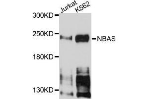 Western blot analysis of extracts of Jurkat and K562 cells, using NBAS antibody. (NBAS anticorps)