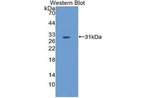 Western Blotting (WB) image for anti-Fibroblast Growth Factor 5 (FGF5) (AA 23-268) antibody (ABIN3208783) (FGF5 anticorps  (AA 23-268))