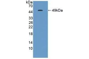 Detection of Recombinant GKN1, Human using Polyclonal Antibody to Gastrokine 1 (GKN1) (Gastrokine 1 anticorps  (AA 22-199))