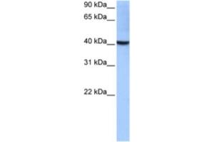 Western Blotting (WB) image for anti-LOC652559 (LOC652559) antibody (ABIN2463272) (LOC652559 anticorps)