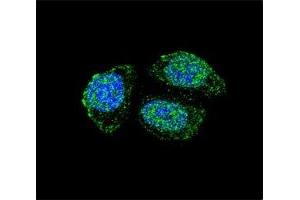 anti-Interleukin 17B (IL17B) (AA 39-66) antibody