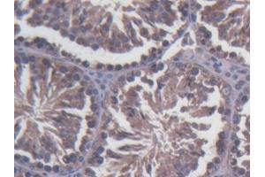 Detection of SDF2L1 in Mouse Testis Tissue using Polyclonal Antibody to Stromal Cell Derived Factor 2 Like Protein 1 (SDF2L1) (SDF2L1 anticorps  (AA 29-221))