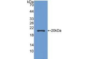Detection of Recombinant SEMA5B, Mouse using Polyclonal Antibody to Semaphorin 5B (SEMA5B) (SEMA5B anticorps  (AA 836-1013))