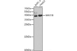 Western blot analysis of extracts of various cell lines using WNT7B Polyclonal Antibody at dilution of 1:1000.