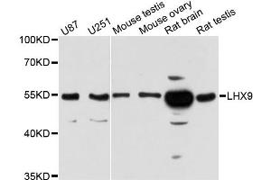 Western blot analysis of extracts of various cell lines, using LHX9 antibody. (LHX9 anticorps)