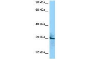 Image no. 1 for anti-CD151 (CD151) (AA 154-203) antibody (ABIN6748303)