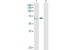 Western Blot analysis of KAT5 expression in transfected 293T cell line by KAT5 MaxPab polyclonal antibody. (KAT5 anticorps  (AA 1-513))