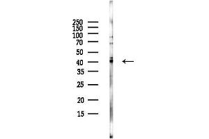 anti-Lysophosphatidic Acid Receptor 4 (LPAR4) (C-Term) antibody