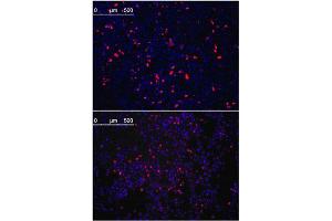 Immunofluorescence (IF) image for anti-Kruppel-Like Factor 4 (Gut) (KLF4) antibody (ABIN356389) (KLF4 anticorps)