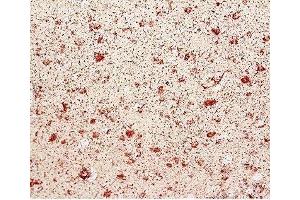 This image was generously provided by Amanda Brown, Ph.