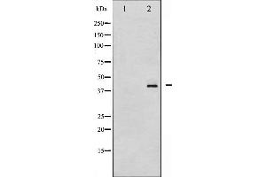 Western blot analysis of HDAC8 phosphorylation expression in NIH-3T3 whole cell lysates,The lane on the left is treated with the antigen-specific peptide. (HDAC8 anticorps  (pSer39))