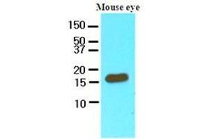 Cell lysates of mouse eye (60 ug) were resolved by SDS-PAGE, transferred to nitrocellulose membrane and probed with anti-human CRABP2 (1:250). (CRABP2 anticorps  (AA 1-138))