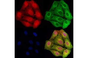 ABIN6261919 and ABIN6278467 staining Hela cells by IF/ICC. (GCLC anticorps  (N-Term))
