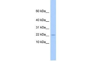C10ORF132 antibody used at 1 ug/ml to detect target protein. (GOLGA7B anticorps  (N-Term))